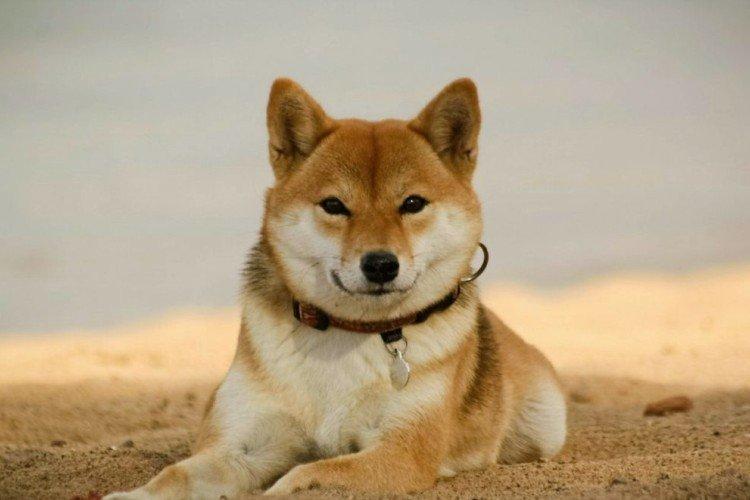 Attitude envers les enfants - La nature du Shiba Inu