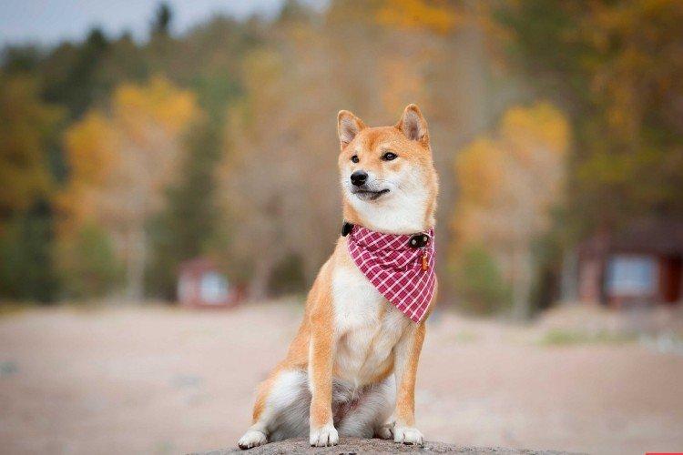 Shiba inu - photo