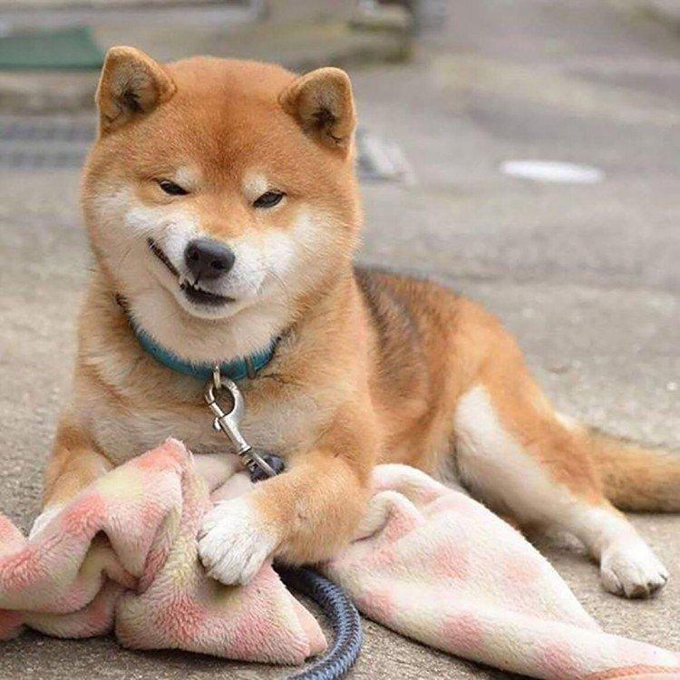 Shiba inu - photo