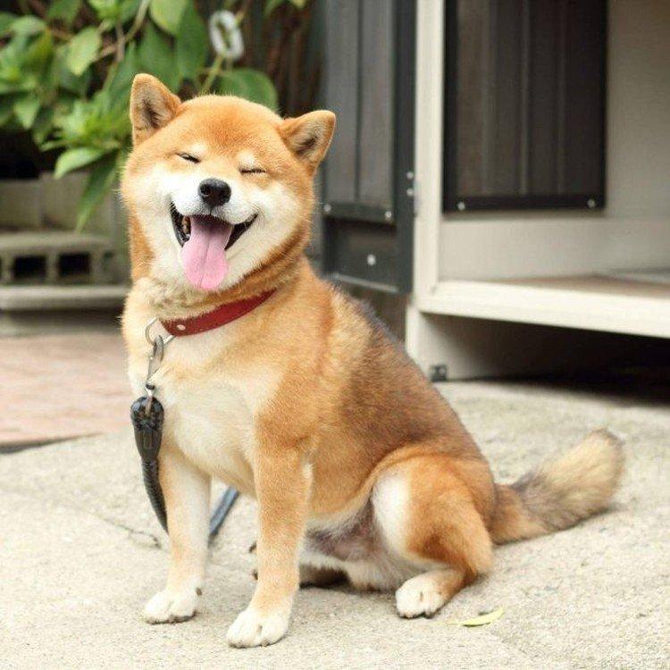 Shiba inu - photo