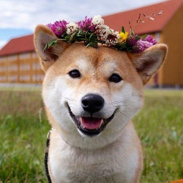 Shiba inu - photo