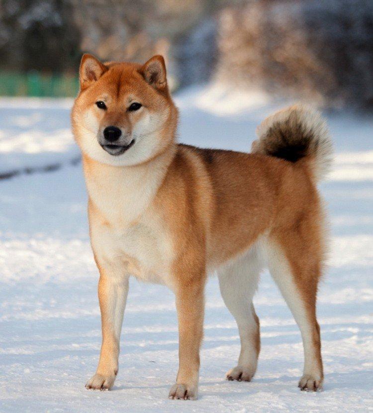 Shiba inu - photo