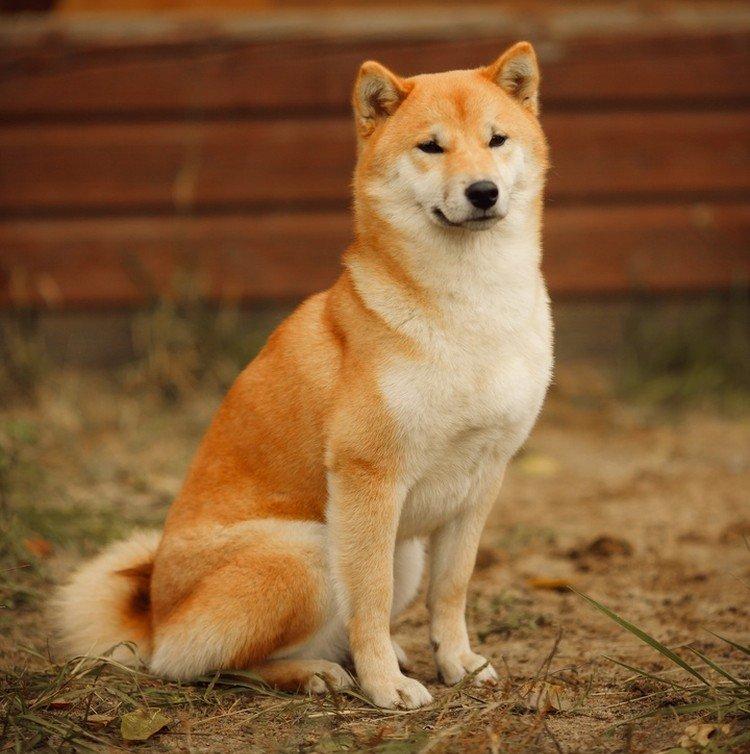 Shiba inu - photo