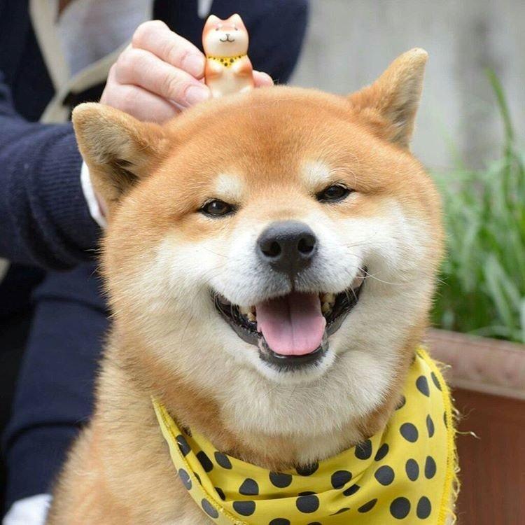 Shiba inu - photo