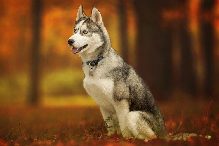 Hygiène - Husky Care