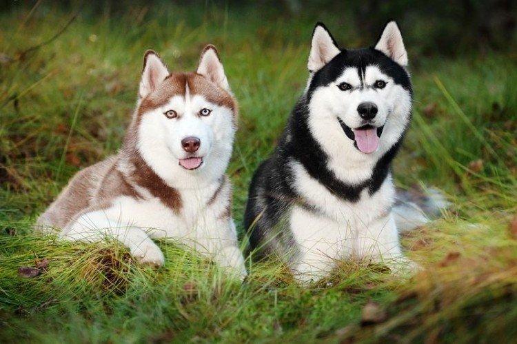 De quoi nourrir le husky sibérien