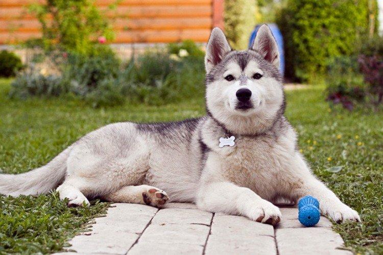 photo de husky sibérien