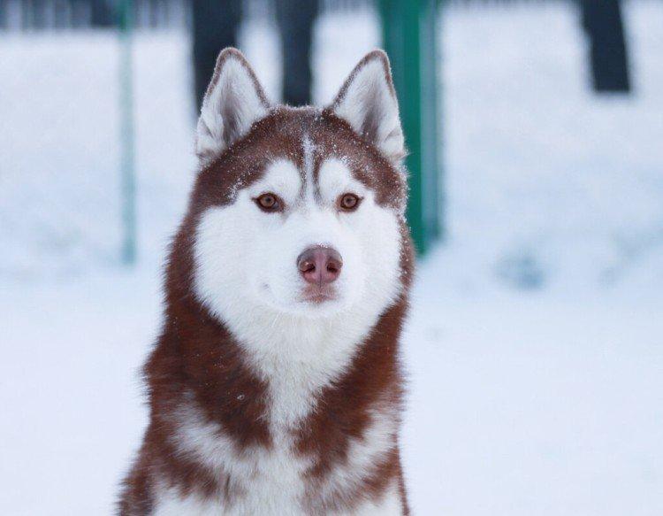 photo de husky sibérien