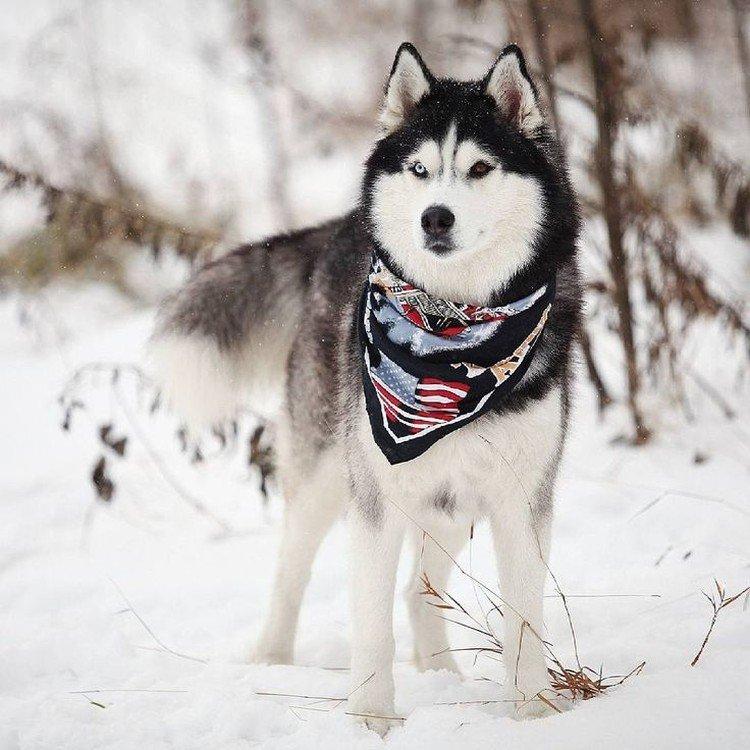 photo de husky sibérien
