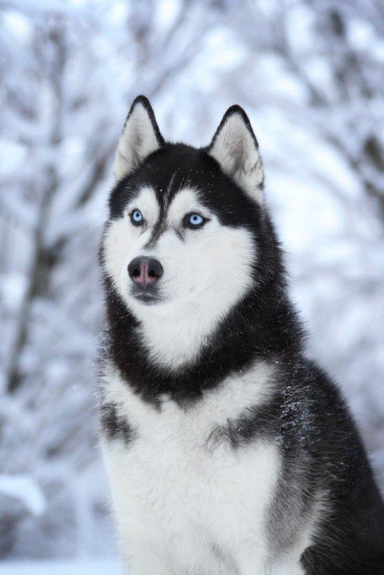 photo de husky sibérien