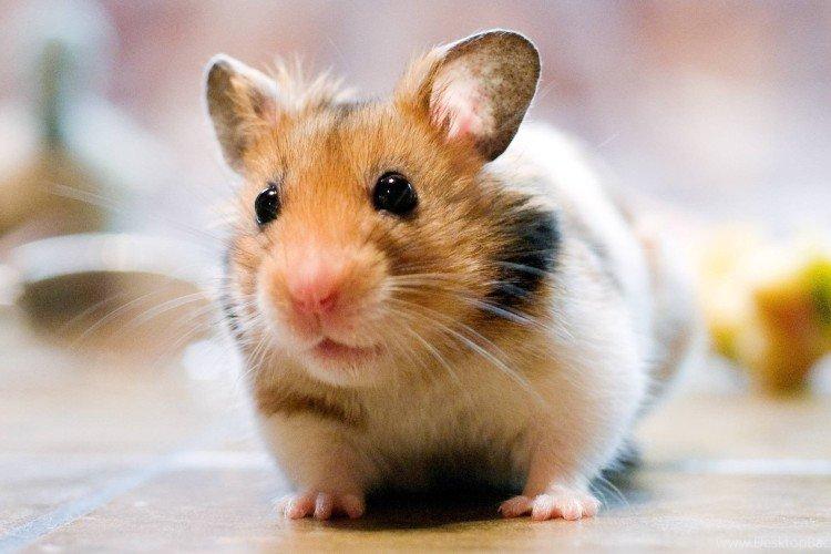 Combien de temps vivent les hamsters ?