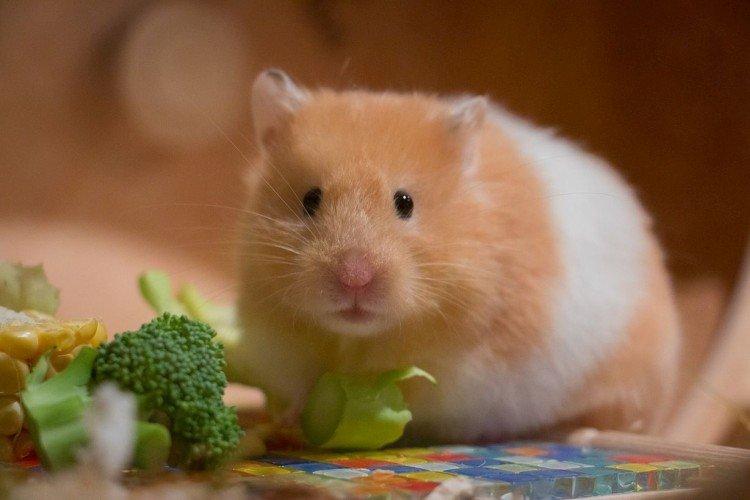 Une bonne nutrition - Combien de temps vivent les hamsters