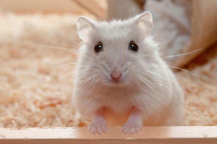 Amour et attention - Combien de temps vivent les hamsters