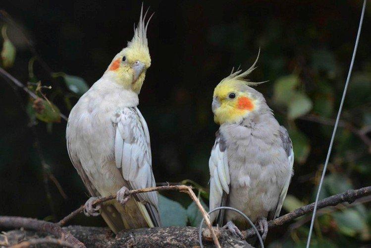 Durée de vie des perroquets