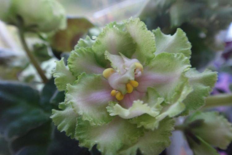 Variété de violettes Cavalier de bronze