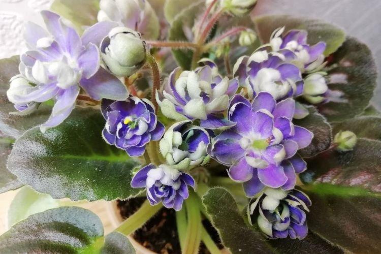 Variété de violettes N-Adam