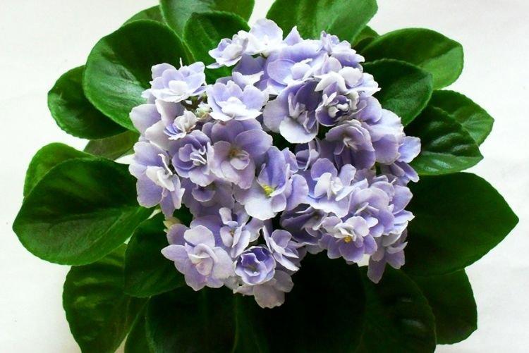 Variété violette Boo Man