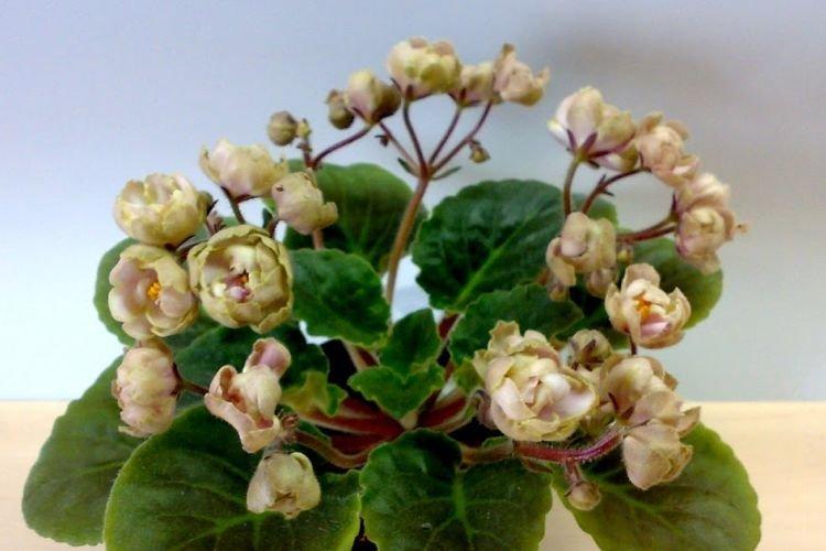 Variété violette Perle du Nil