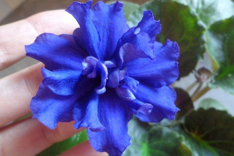 Variété de violettes Nuit noire