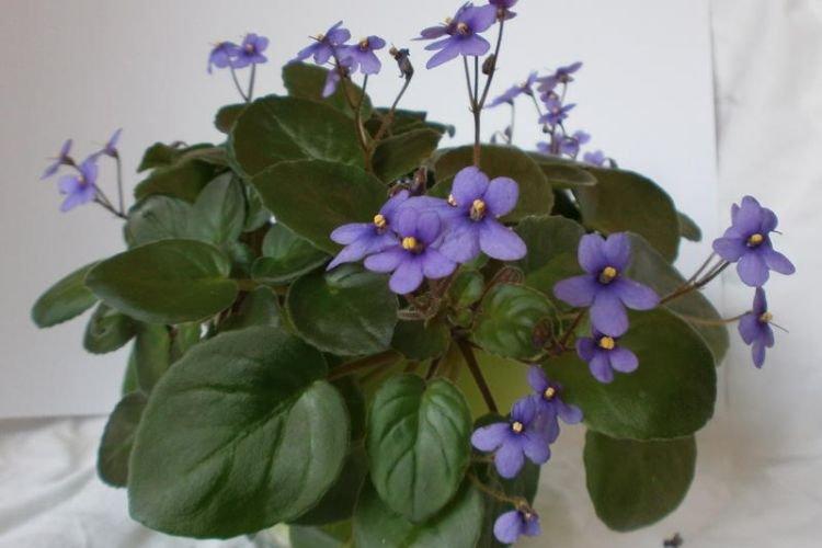 Variété de violettes Grote