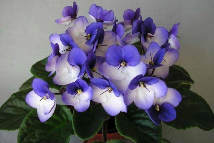 Variété de violettes Melody Kimi