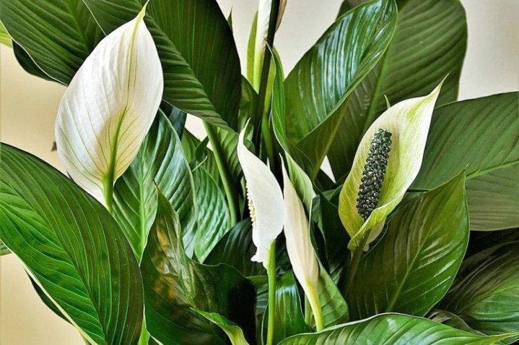Informations générales - Spathiphyllum