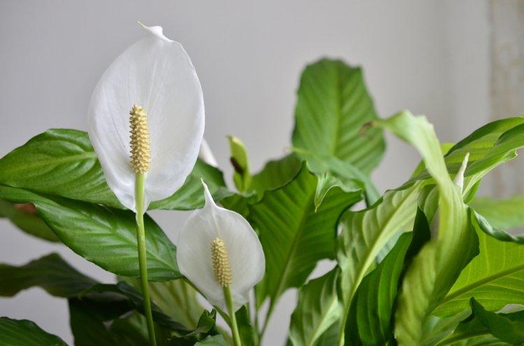 Spathiphyllum en forme de cuillère - Types de spathiphyllum