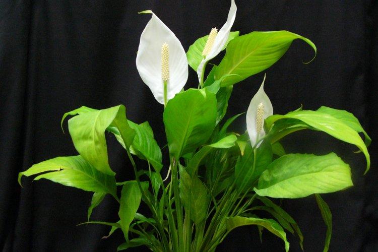 Adorable Spathiphyllum - Types de Spathiphyllum