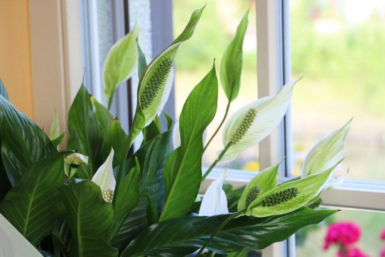 Cannoli spathiphyllum - types de spathiphyllum