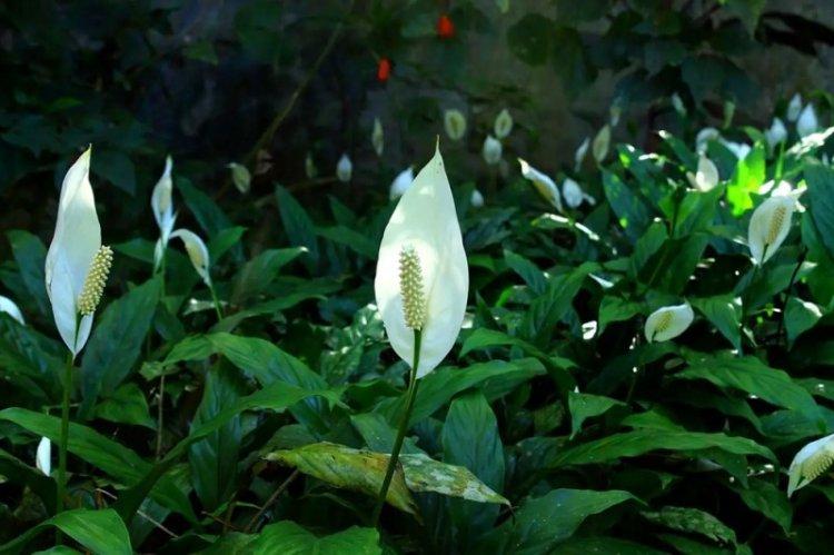 Spathiphyllum Heliconiophyllum - Types de spathiphyllum