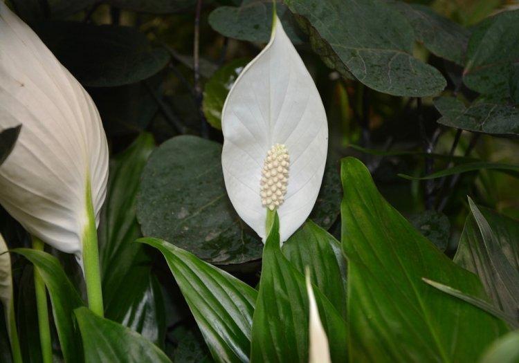 Spathiphyllum à floraison abondante - Types de spathiphyllum