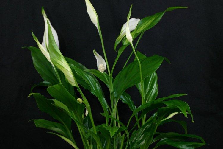 Wallis spathiphyllum - Types de spathiphyllum