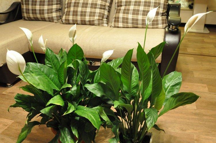 Spathiphyllum - photo