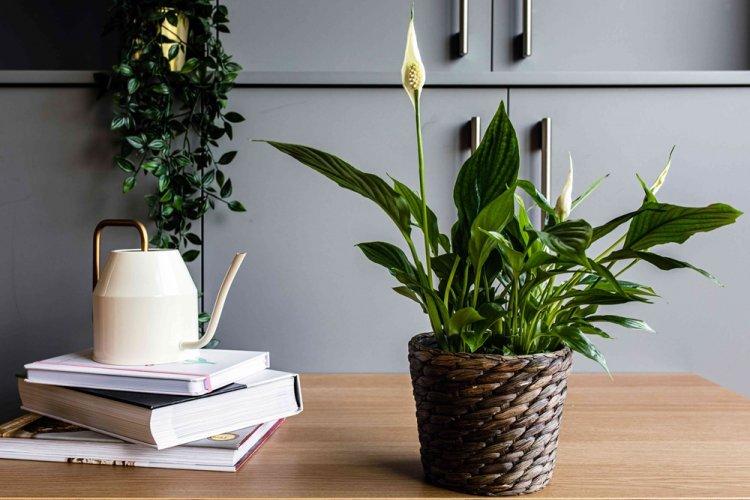 Spathiphyllum - photo