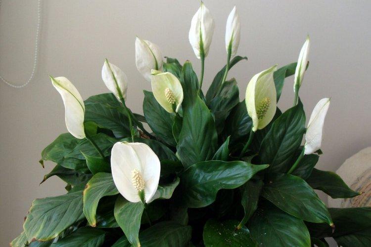 Spathiphyllum - photo
