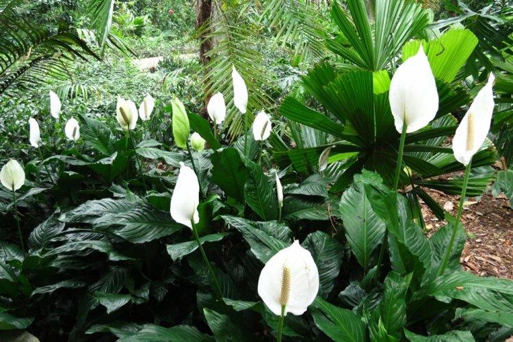 Spathiphyllum - photo