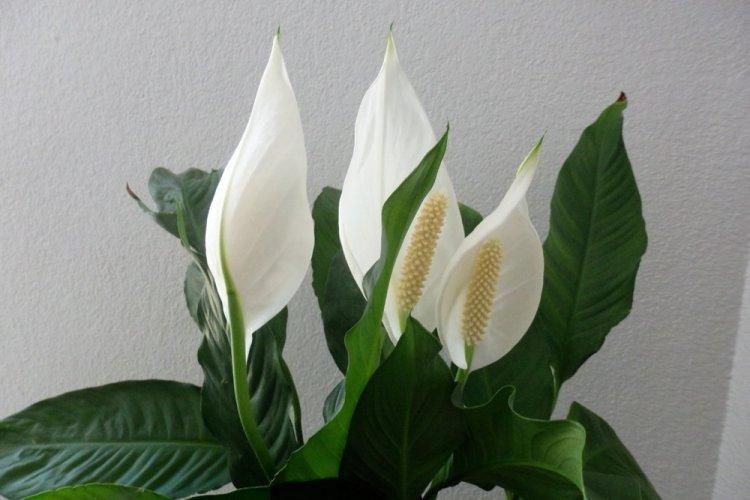 Spathiphyllum - photo