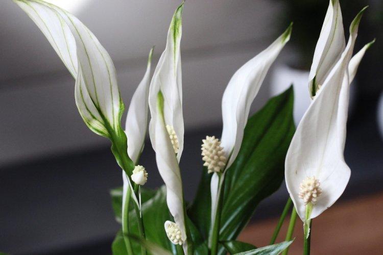 Spathiphyllum - photo