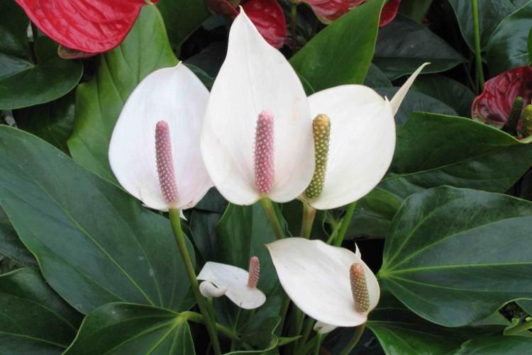 Spathiphyllum : soins à domicile, reproduction et transplantation