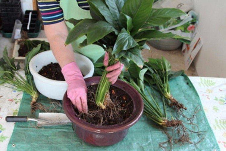 Transplantation - Soins à domicile Spathiphyllum