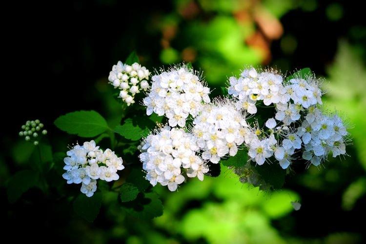 Informations générales - Spirée