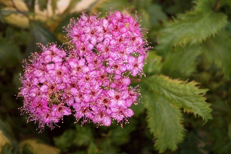 Informations générales - Spirée