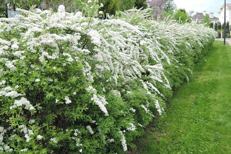 Température et éclairage - Soin Spirée