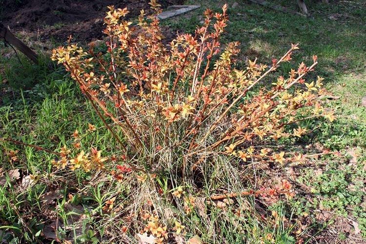 Lutte contre les parasites et les maladies - Spirée