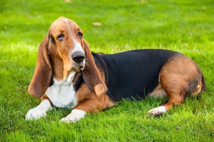 Basset Hound - Races de chiens de taille moyenne