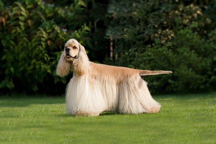 Cocker américain - Races de chiens de taille moyenne