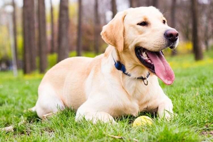 Labrador Retriever - Races de chiens de taille moyenne