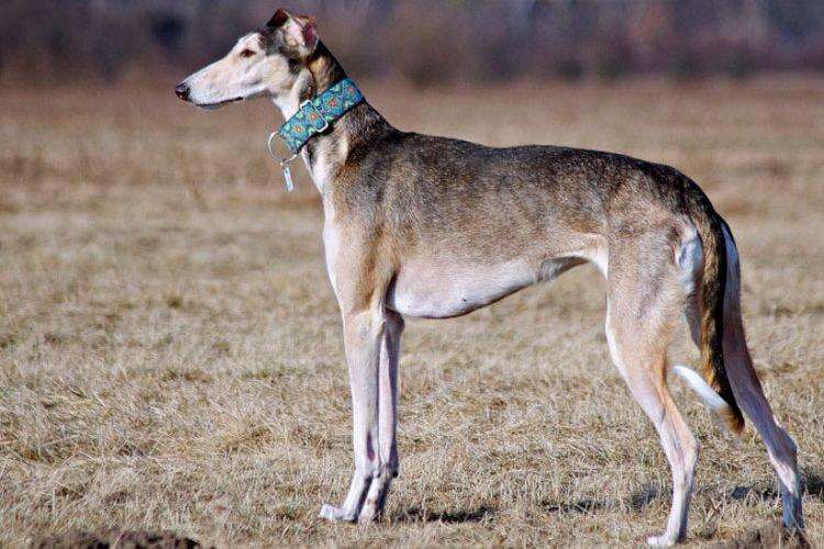 Hortaya Greyhound - Races de chiens de taille moyenne