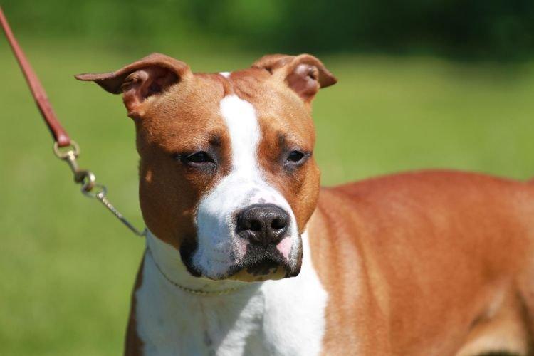 Amstaff - Races de chiens de taille moyenne