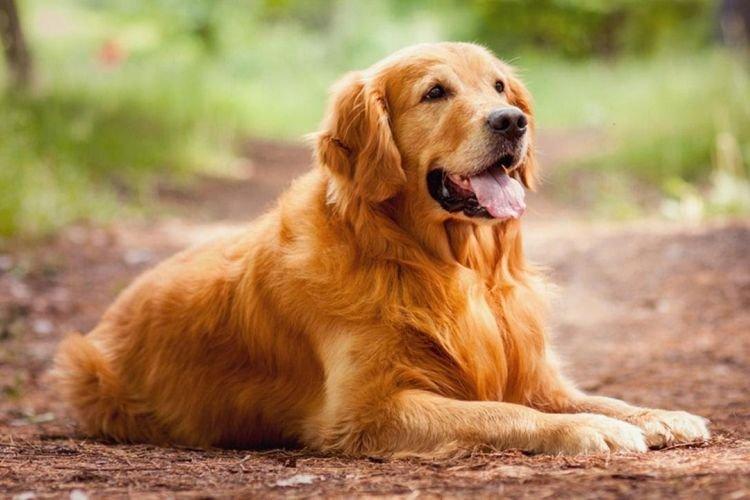 Golden Retriever - Races de chiens de taille moyenne